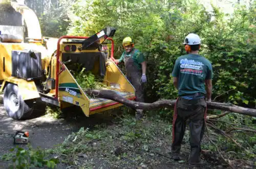 tree services Santa Monica